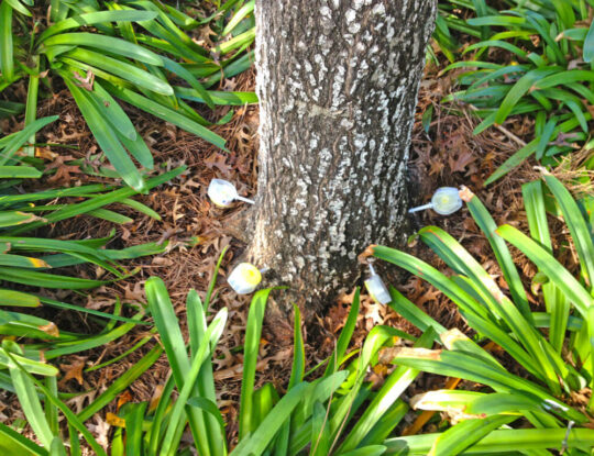 Deep Root Injection-Delray Beach Tree Trimming and Tree Removal Services-We Offer Tree Trimming Services, Tree Removal, Tree Pruning, Tree Cutting, Residential and Commercial Tree Trimming Services, Storm Damage, Emergency Tree Removal, Land Clearing, Tree Companies, Tree Care Service, Stump Grinding, and we're the Best Tree Trimming Company Near You Guaranteed!