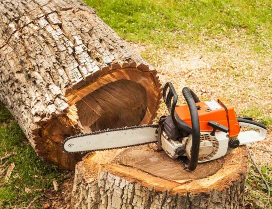 Tree Pruning & Tree Removal-Delray Beach Tree Trimming and Tree Removal Services-We Offer Tree Trimming Services, Tree Removal, Tree Pruning, Tree Cutting, Residential and Commercial Tree Trimming Services, Storm Damage, Emergency Tree Removal, Land Clearing, Tree Companies, Tree Care Service, Stump Grinding, and we're the Best Tree Trimming Company Near You Guaranteed!