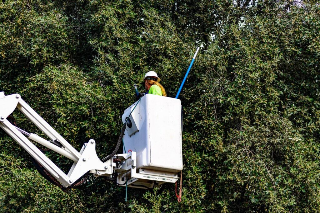 Commercial-Tree-Services-Services Pro-Tree-Trimming-Removal-Team-of-Delray Beach