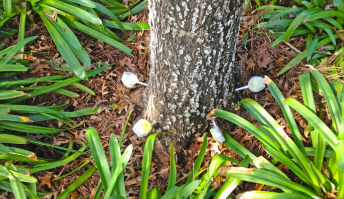 Deep Root Injection Near Me-Pro Tree Trimming & Removal Team of Delray Beach