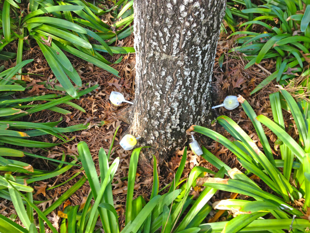 Deep Root Injection Near Me-Pro Tree Trimming & Removal Team of Delray Beach