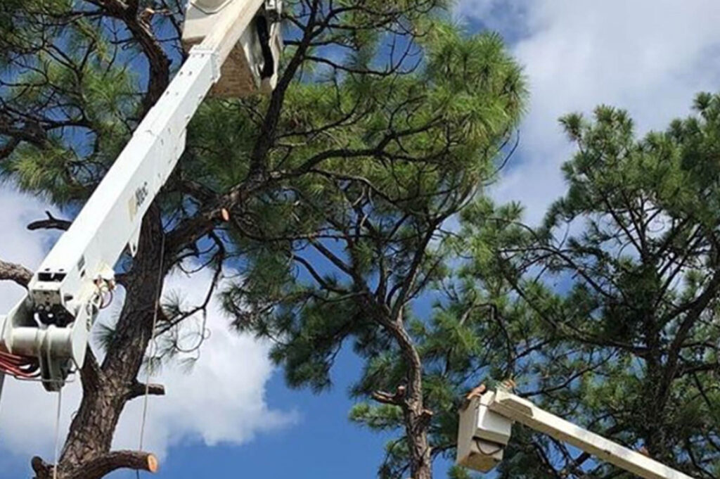 Delray Beach Commercial Tree Services-Pro Tree Trimming & Removal Team of Delray Beach