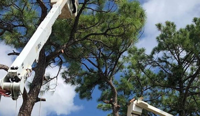 Delray Beach Commercial Tree Services-Pro Tree Trimming & Removal Team of Delray Beach