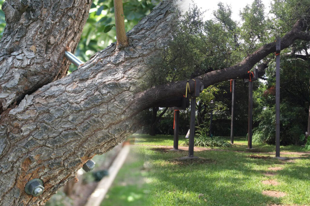 Delray Beach Tree Bracing & Tree Cabling-Pro Tree Trimming & Removal Team of Delray Beach