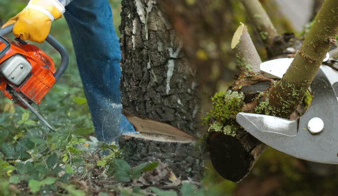 Delray Beach Tree Pruning & Tree Removal-Pro Tree Trimming & Removal Team of Delray Beach
