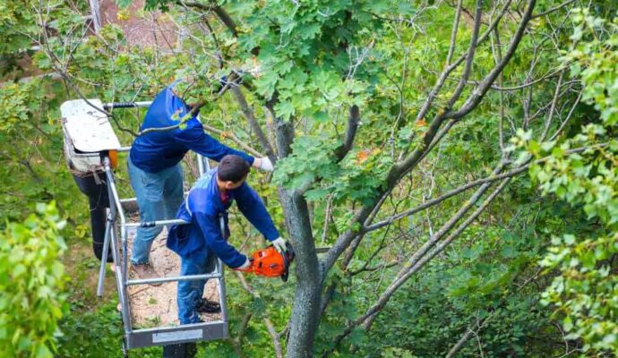 Delray Beach Tree Trimming Services-Pro Tree Trimming & Removal Team of Delray Beach