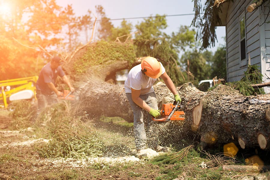 Emergency Tree Removal Delray Beach-Pro Tree Trimming & Removal Team of Delray Beach