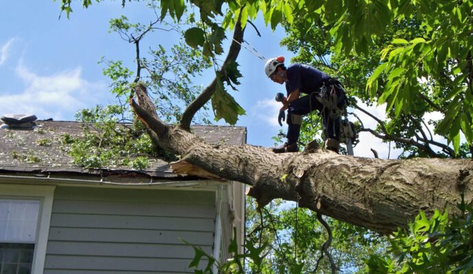 Emergency-Tree-Removal-Services Pro-Tree-Trimming-Removal-Team-of-Delray Beach