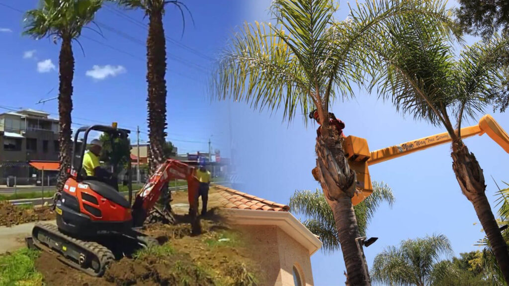 Palm Tree Trimming & Palm Tree Removal Near Me-Pro Tree Trimming & Removal Team of Delray Beach