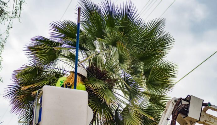 Palm-Tree-Trimming-Palm-Tree-Removal-Services Pro-Tree-Trimming-Removal-Team-of-Delray Beach