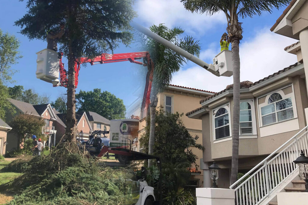 Residential Tree Services Affordable-Pro Tree Trimming & Removal Team of Delray Beach