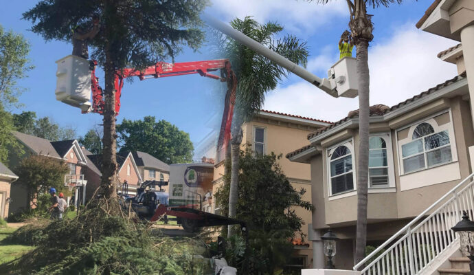 Residential Tree Services Affordable-Pro Tree Trimming & Removal Team of Delray Beach