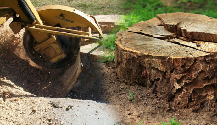 Stump Grinding & Removal Affordable-Pro Tree Trimming & Removal Team of Delray Beach