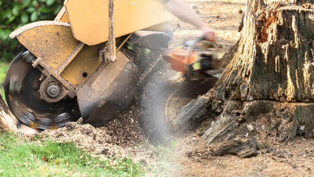 Stump Grinding & Removal Near Me-Pro Tree Trimming & Removal Team of Delray Beach