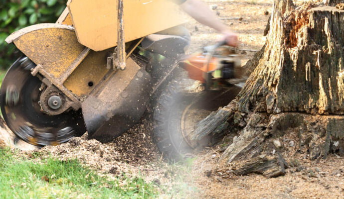 Stump Grinding & Removal Near Me-Pro Tree Trimming & Removal Team of Delray Beach