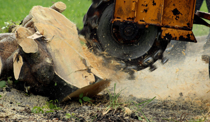 Stump-Grinding-Removal-Services Pro-Tree-Trimming-Removal-Team-of-Delray Beach