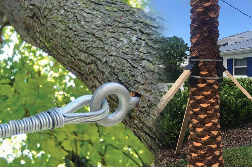 Tree Bracing & Tree Cabling Affordable-Pro Tree Trimming & Removal Team of Delray Beach