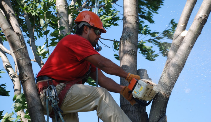 Tree Pruning & Tree Removal Delray Beach-Pro Tree Trimming & Removal Team of Delray Beach