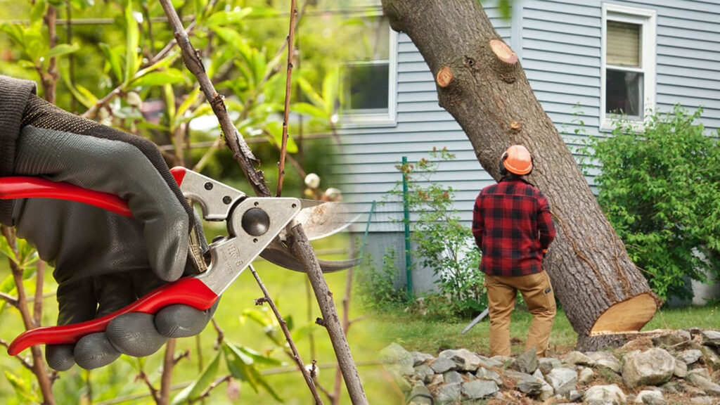 Tree Pruning & Tree Removal Near Me-Pro Tree Trimming & Removal Team of Delray Beach