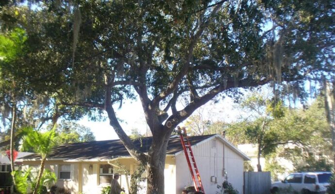 Tree-Pruning-Tree-Removal-Services Pro-Tree-Trimming-Removal-Team-of-Delray Beach