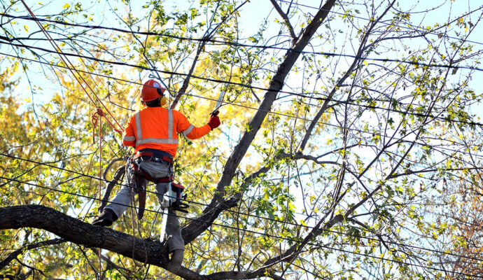 Tree Trimming Services Affordable-Pro Tree Trimming & Removal Team of Delray Beach