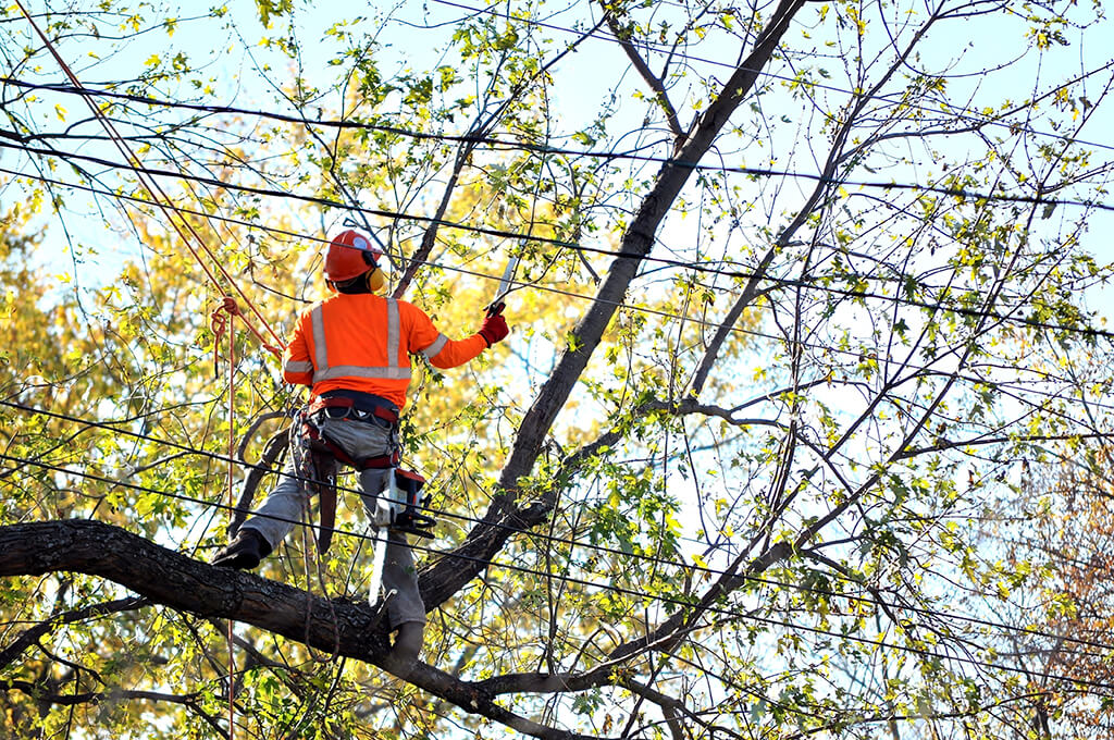 Tree Trimming Services Affordable-Pro Tree Trimming & Removal Team of Delray Beach