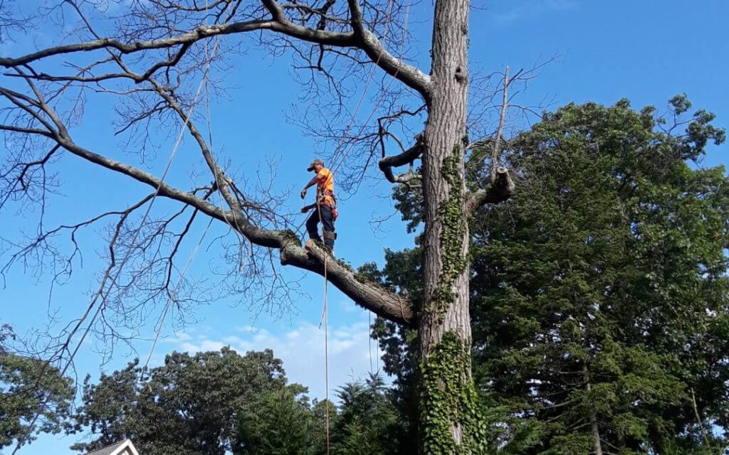 Tree Trimming Services Delray Beach-Pro Tree Trimming & Removal Team of Delray Beach