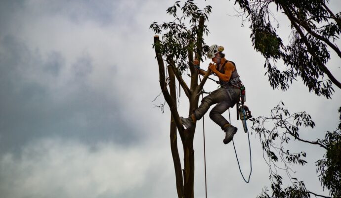 Tree-Trimming-Services-Services Pro-Tree-Trimming-Removal-Team-of Delray Beach