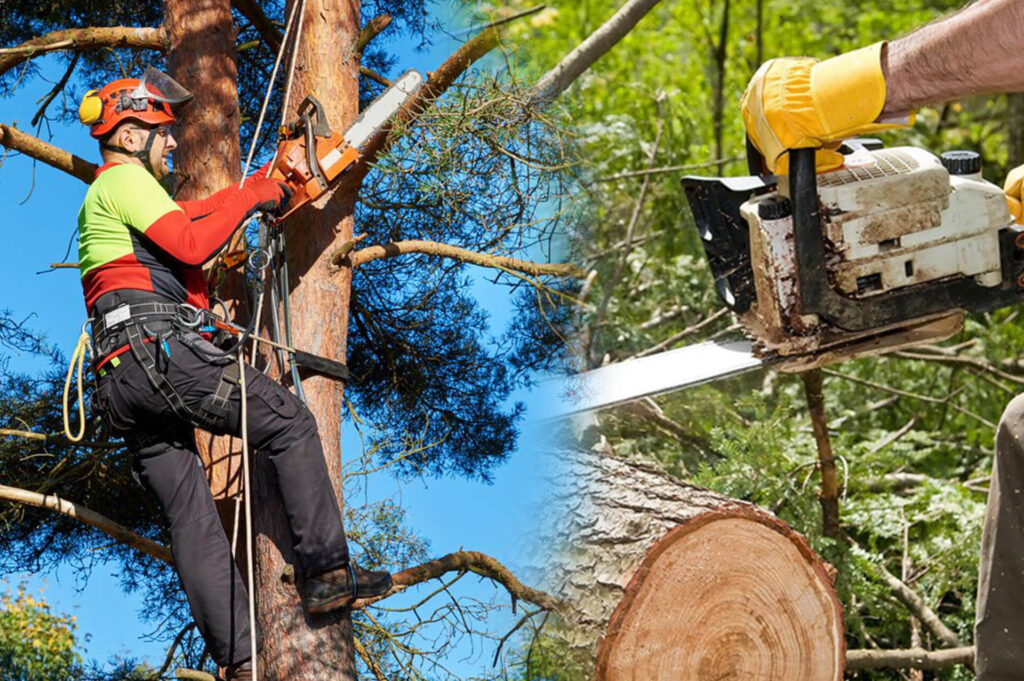 Commercial Tree Services Experts-Pro Tree Trimming & Removal Team of Delray Beach