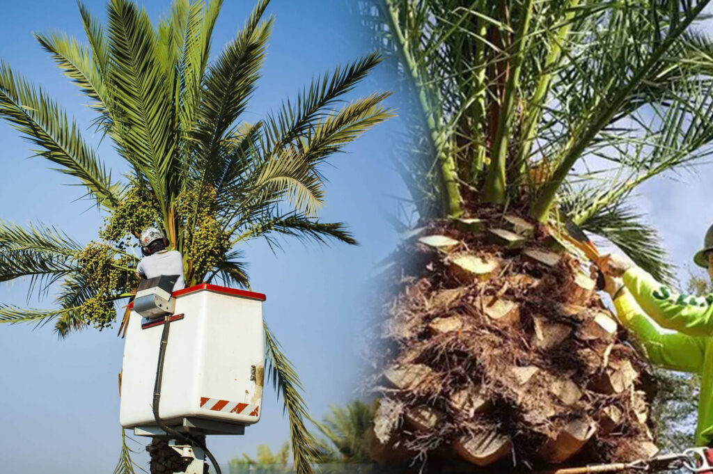 Palm Tree Trimming & Palm Tree Removal Experts-Pro Tree Trimming & Removal Team of Delray Beach