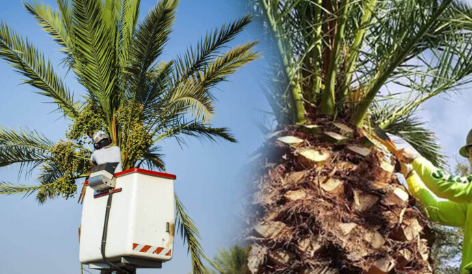 Palm Tree Trimming & Palm Tree Removal Experts-Pro Tree Trimming & Removal Team of Delray Beach