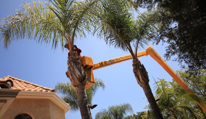Palm Tree Trimming-Pros-Pro Tree Trimming & Removal Team of Delray Beach