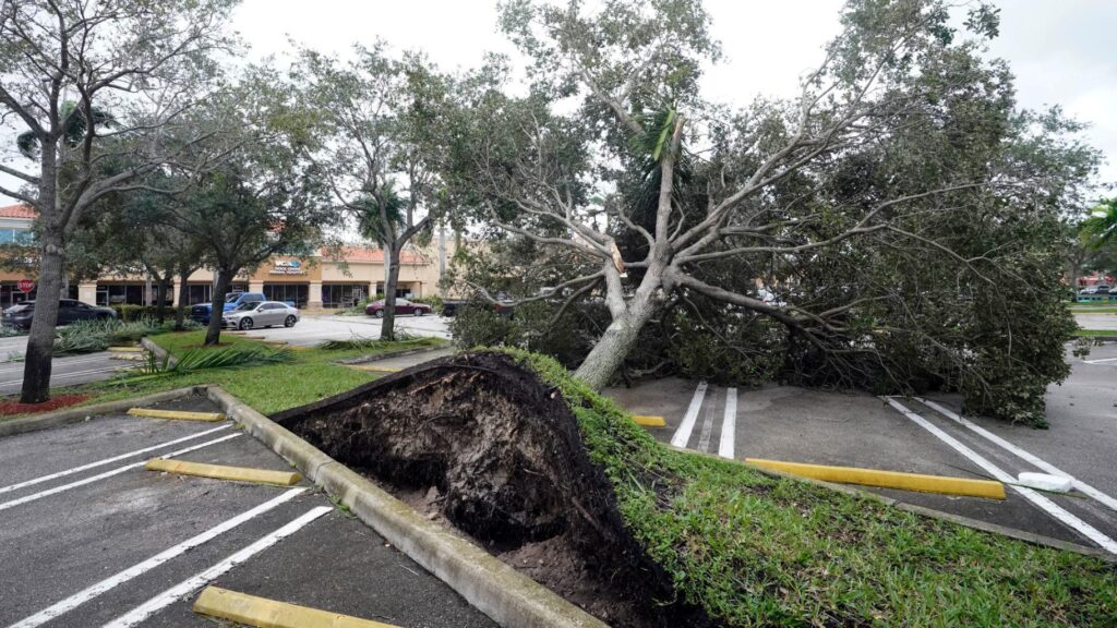 Storm Damage-Pros-Pro Tree Trimming & Removal Team of Delray Beach