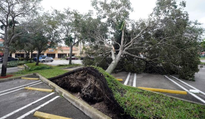 Storm Damage-Pros-Pro Tree Trimming & Removal Team of Delray Beach