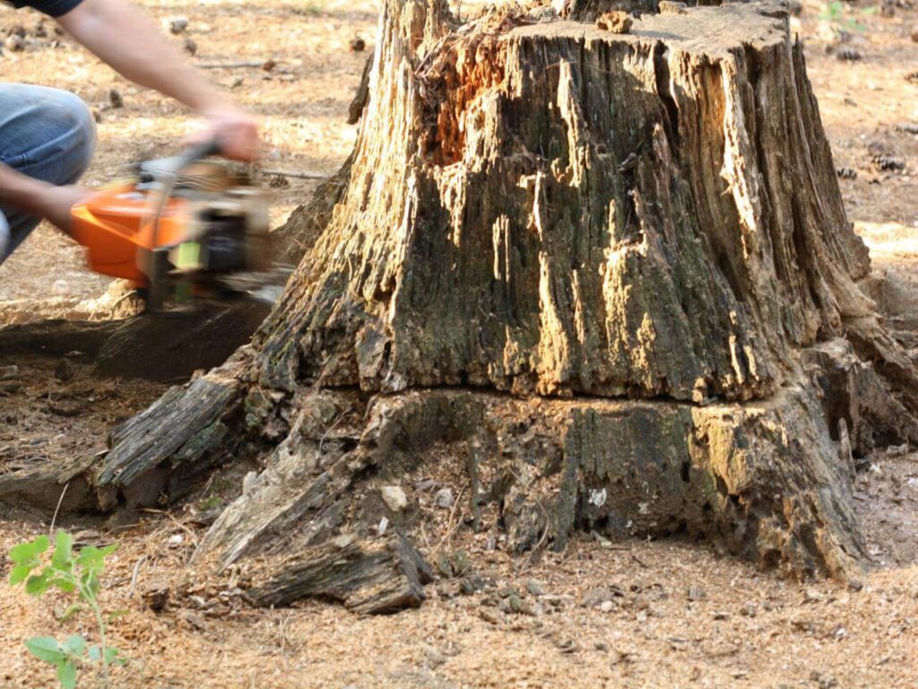 Stump Removal-Pros-Pro Tree Trimming & Removal Team of Delray Beach