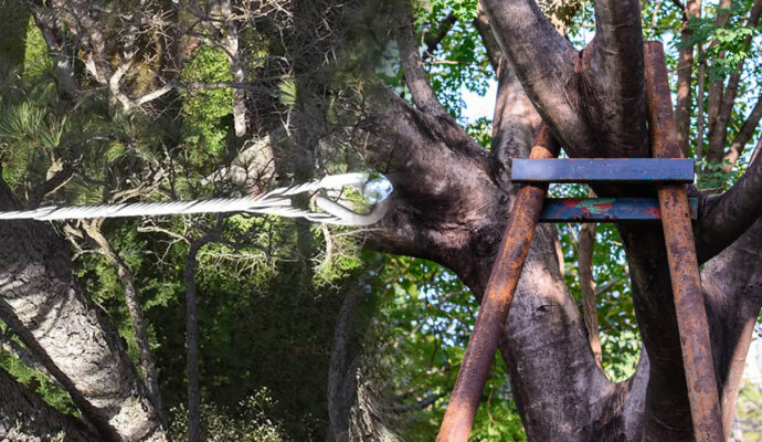 Tree Bracing & Tree Cabling Experts-Pro Tree Trimming & Removal Team of Delray Beach