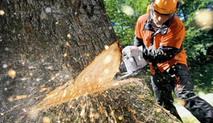 Tree Cutting-Pros-Pro Tree Trimming & Removal Team of Delray Beach