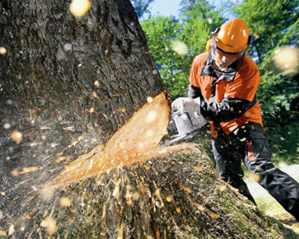 Tree Cutting-Pros-Pro Tree Trimming & Removal Team of Delray Beach