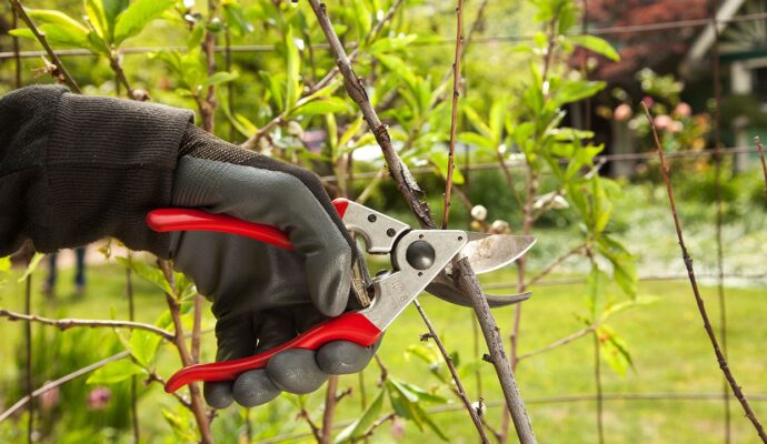 Tree Pruning Pros-Pro Tree Trimming & Removal Team of Delray Beach