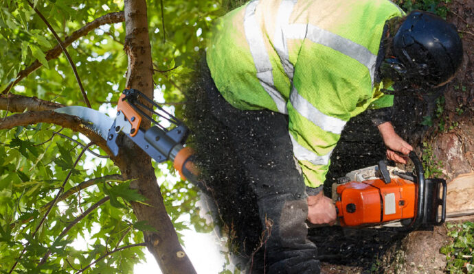 Tree Pruning & Tree Removal Experts-Pro Tree Trimming & Removal Team of Delray Beach