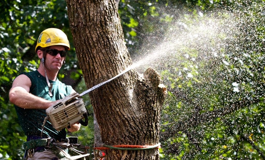 Tree Trimming-Pros-Pro Tree Trimming & Removal Team of Delray Beach