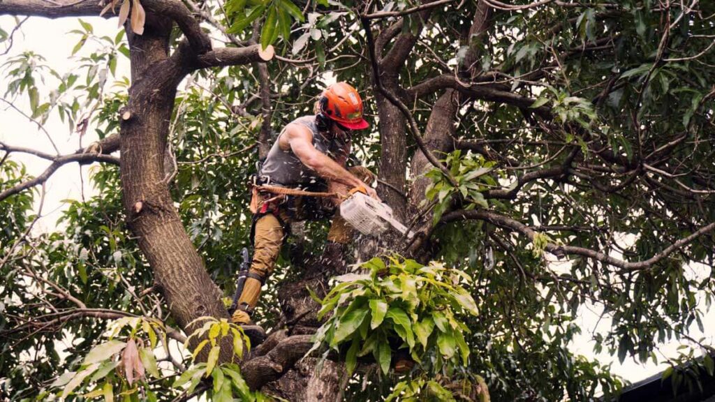 Tree Trimming Services Experts-Pro Tree Trimming & Removal Team of Delray Beach